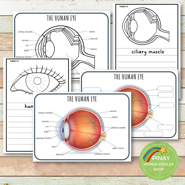 Parts of a Human Eye Montessori 3 Part Cards | 4 Part Cards