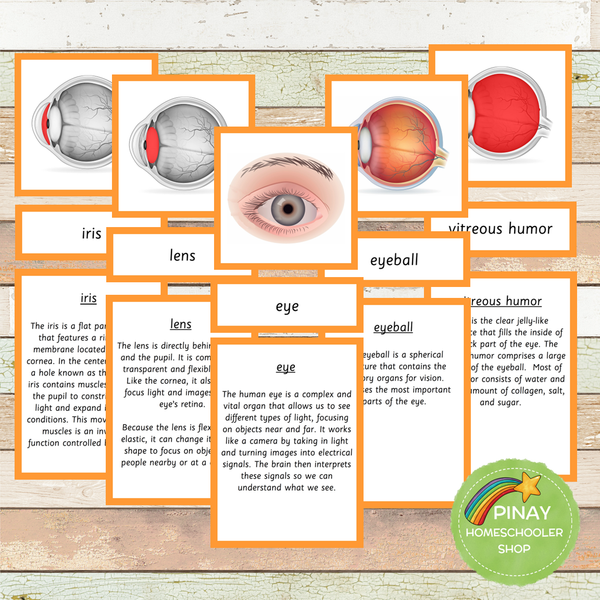 Parts of a Human Eye Montessori 3 Part Cards | 4 Part Cards