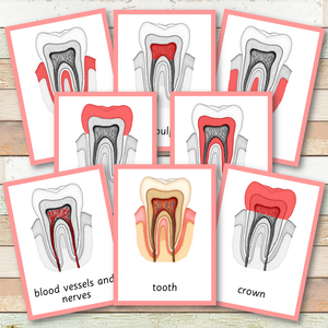 Tooth Cross Section Montessori 3 Part Cards | 4 Part Cards