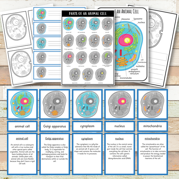 Parts of an Animal Cell