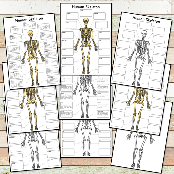 Human Skeleton Big Foldable Activity Posters