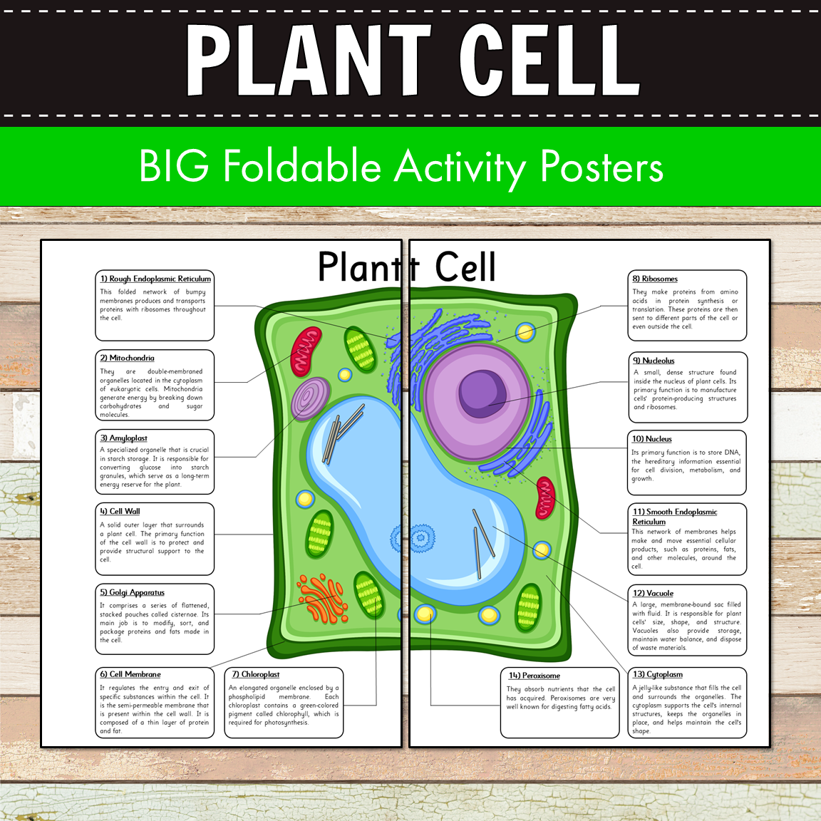 Plant Cell BIG Foldable Activity Posters