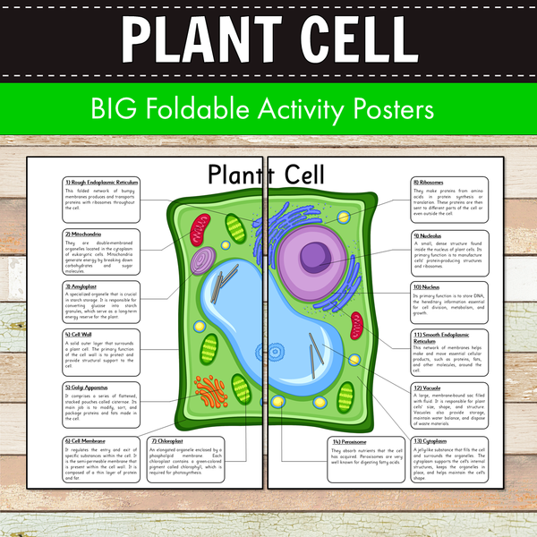 Plant Cell BIG Foldable Activity Posters