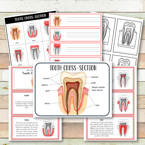 Tooth Cross Section Montessori 3 Part Cards | 4 Part Cards