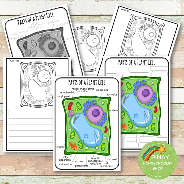 Parts of a Plant Cell Montessori 3 Part Cards | 4 Part Cards