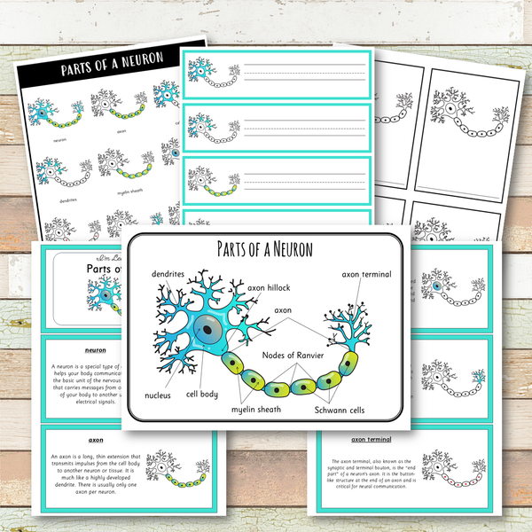 Parts of a Neuron Learning Pack