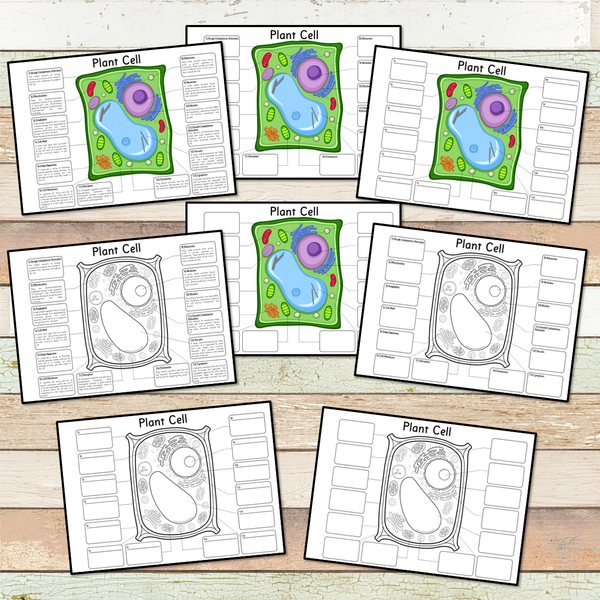 Plant Cell BIG Foldable Activity Posters