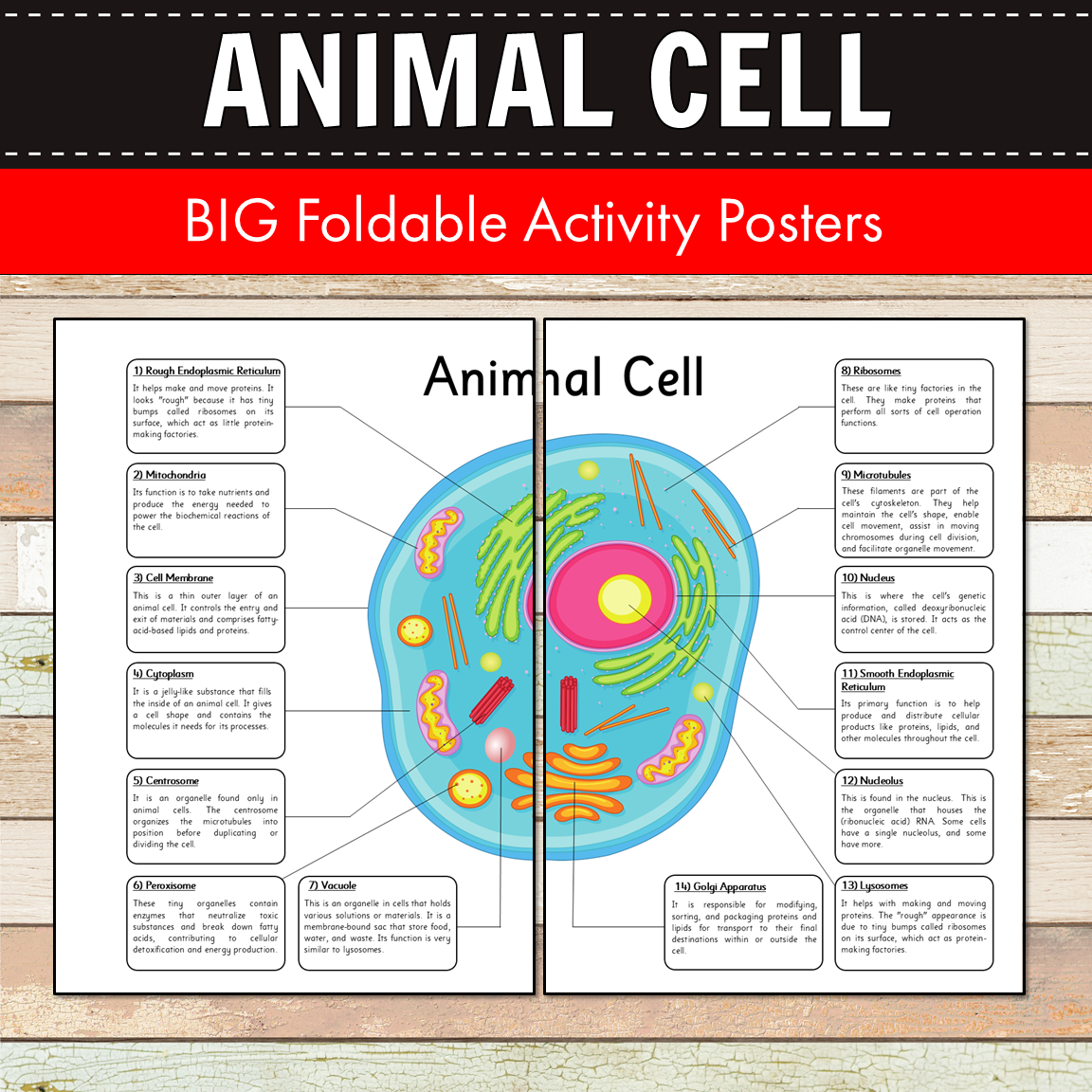 Animal Cell BIG Foldable Activity Posters