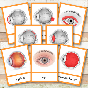 Parts of a Human Eye Montessori 3 Part Cards | 4 Part Cards