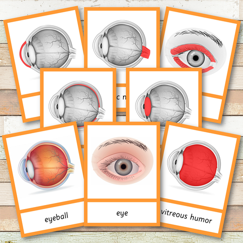 Parts of a Human Eye Montessori 3 Part Cards | 4 Part Cards