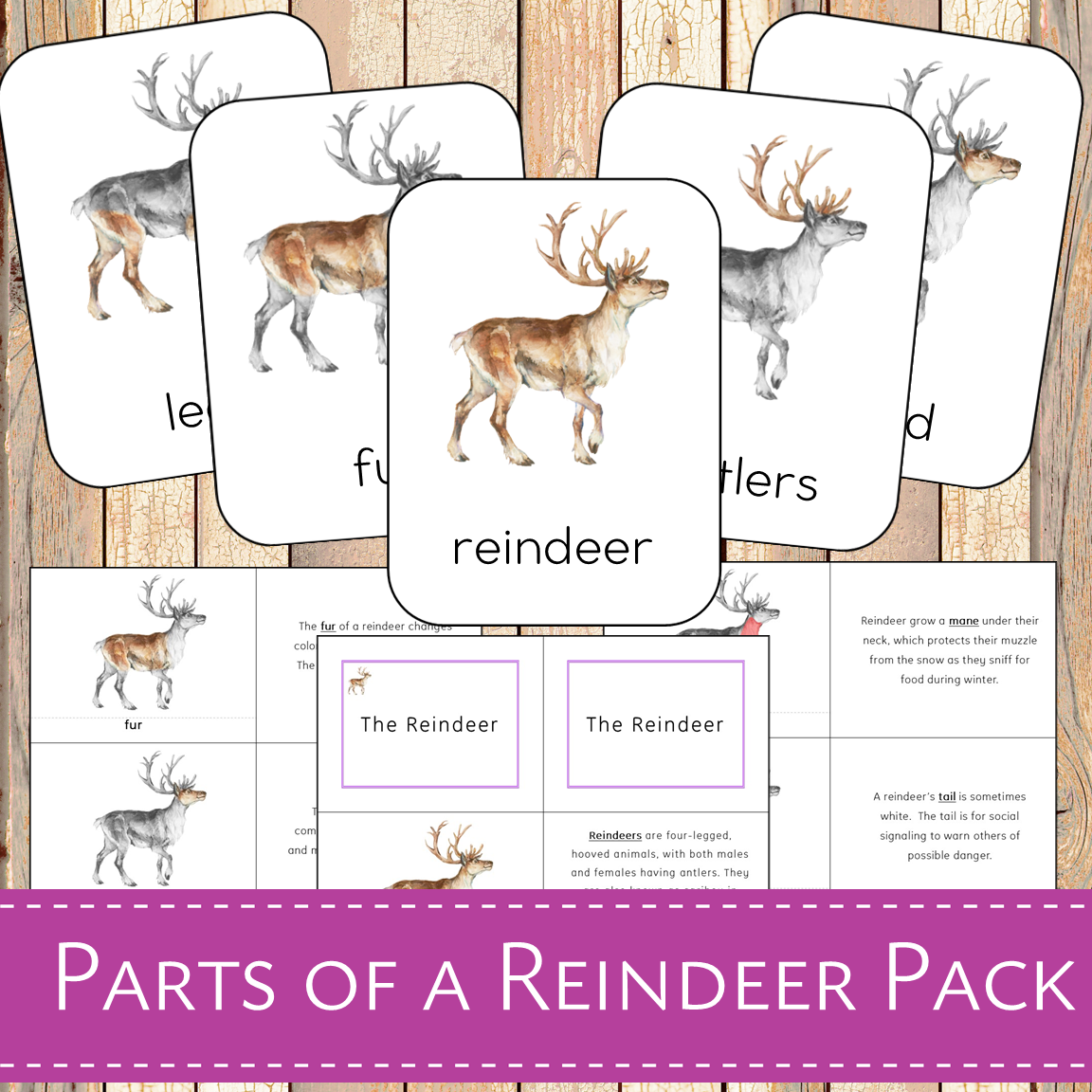 Montessori Parts of a Reindeer Learning Pack – Pinay Homeschooler Shop