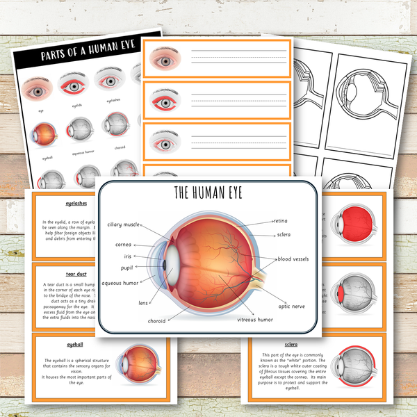 Parts of a Human Eye Montessori 3 Part Cards | 4 Part Cards