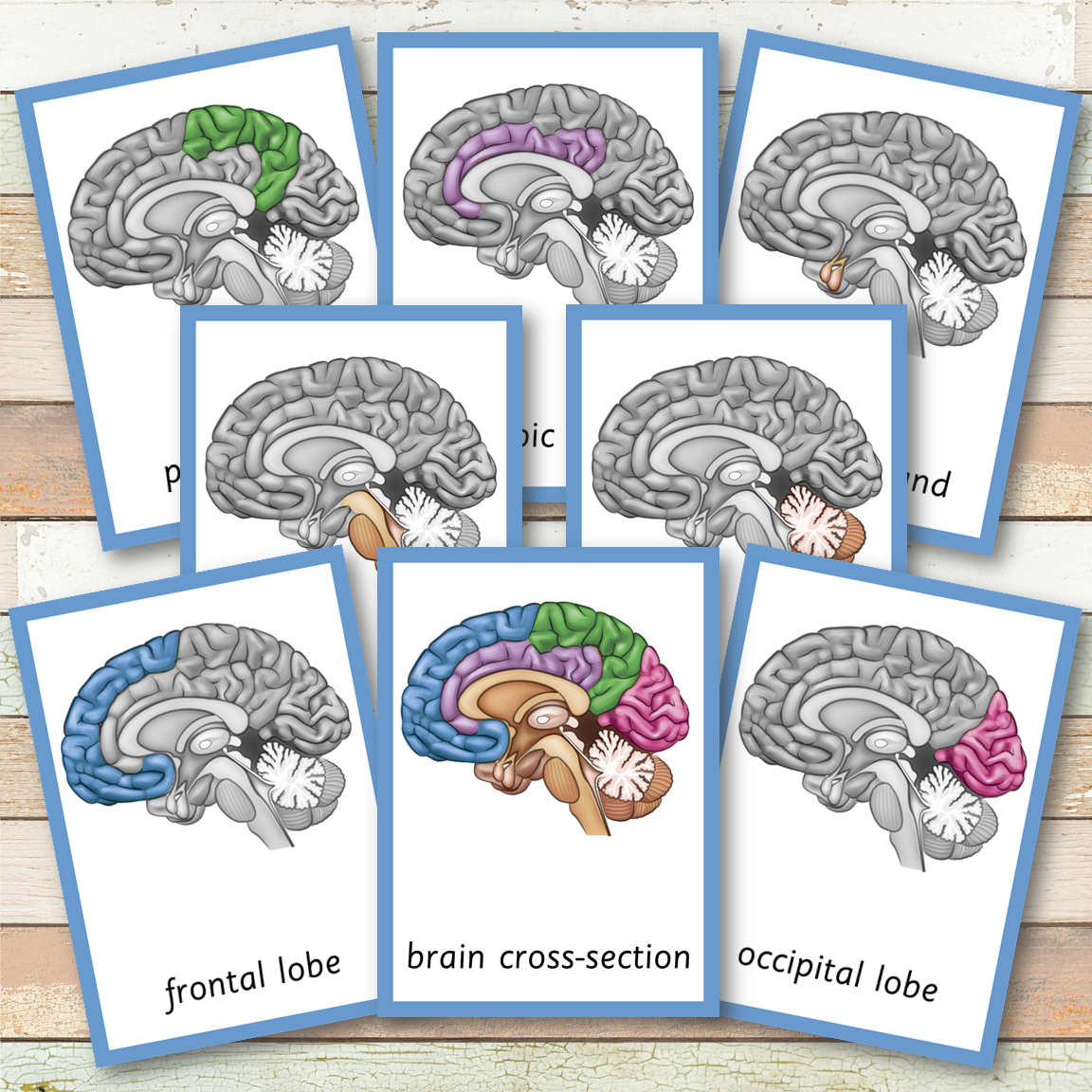 Parts of a Human Brain Montessori 3 Part Cards | 4 Part Cards