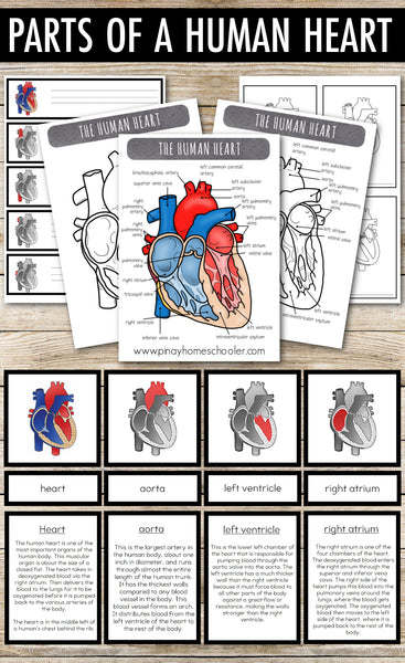 Parts of a Human Heart Learning Pack