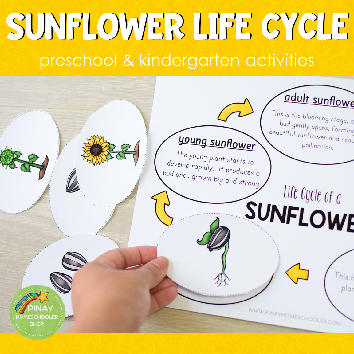 Sunflower Life Cycle Set - Preschool & Kindergarten – Pinay ...