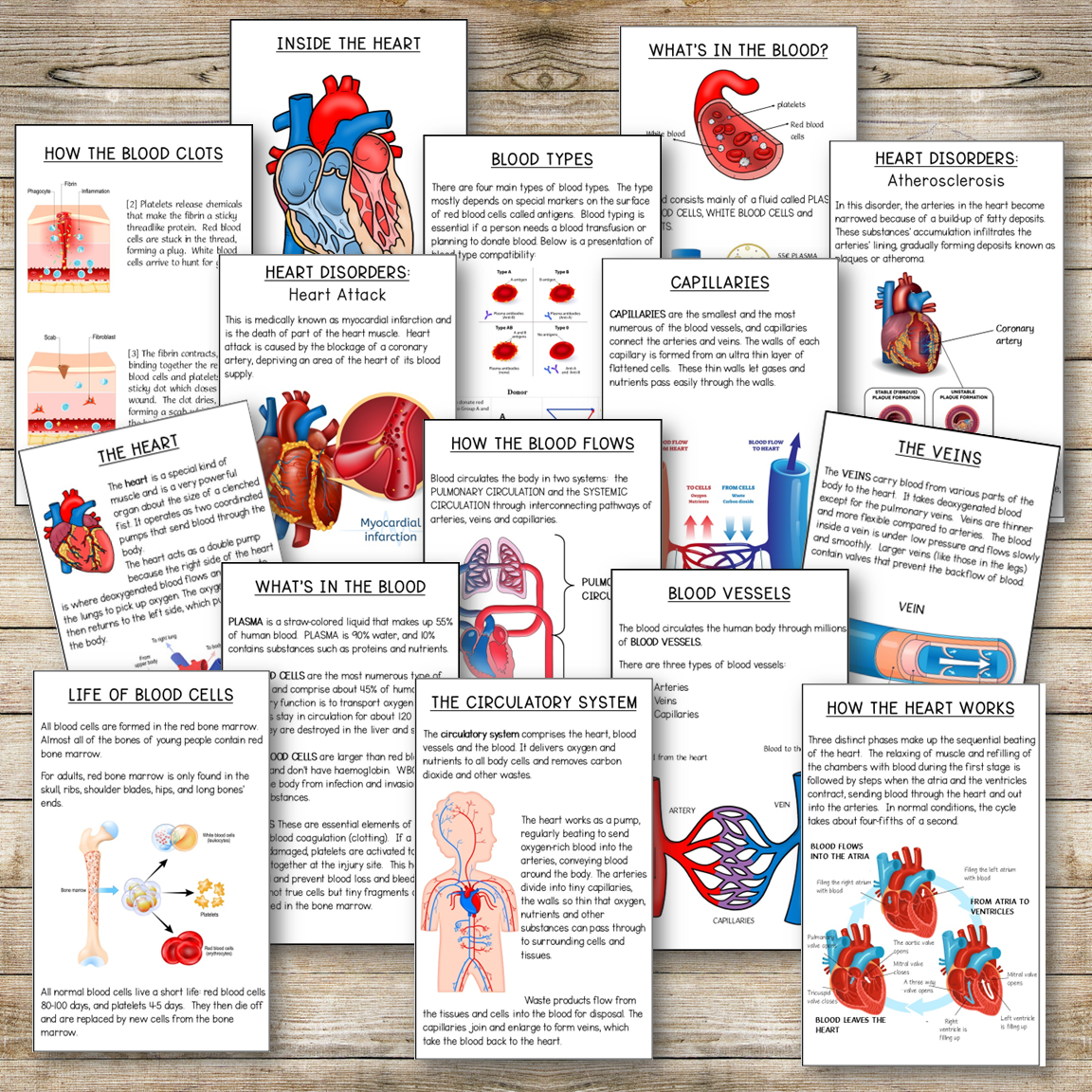 Circulatory System Reading Booklet – Pinay Homeschooler Shop