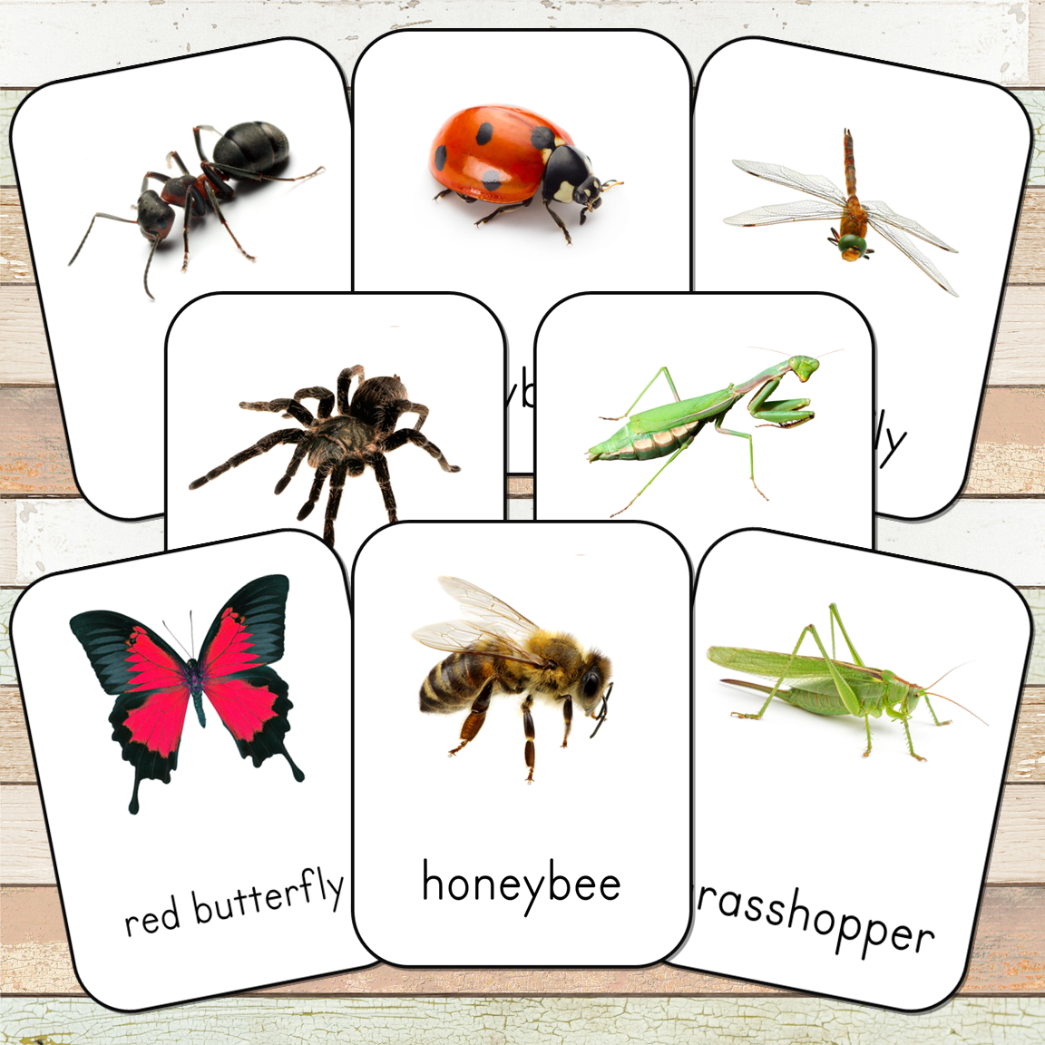 Montessori Insect 3 Part Cards [EDITABLE] – Pinay Homeschooler Shop